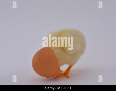 Newborn chicken chick playing and enjoying with broken egg on white background Stock Photo