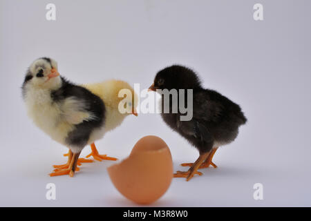 Newborn chicken chicks with broken egg on white background Stock Photo