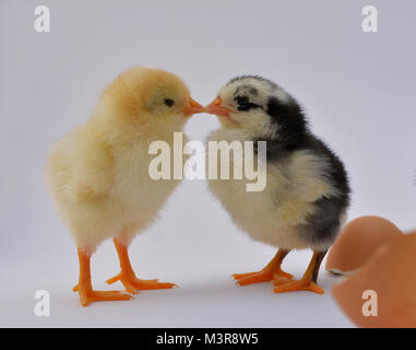 Newborn chicken chicks with broken egg on white background Stock Photo