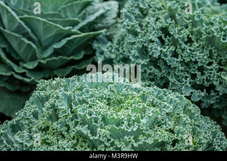 Top view Lettuce beautiful dew winter weather green background, Lactuca sativa Stock Photo