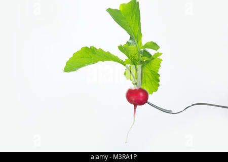 Ripe red radish on fork with foliage on a white background. Isolated. Stock Photo
