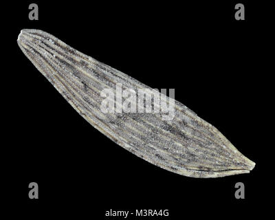 Light micrograph of a lettuce seed (about 4.5mm in length) Stock Photo