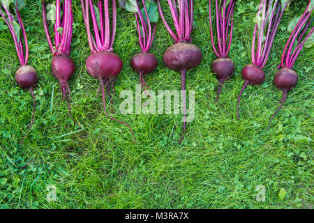 Fresh beetroots and mangold leaves laied on green grass. Vegetables background. From above. Concept. Stock Photo
