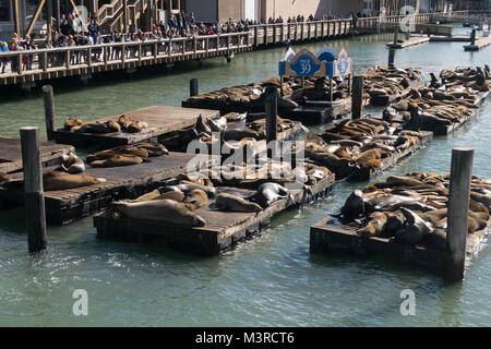 Sea lions sunbathing at Pier 39 Fisherman's Wharf San Francisco,  California, USA Stock Photo - Alamy