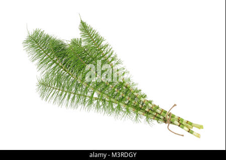 Horsetail ( equiseto arvense ) isolated on white background Stock Photo