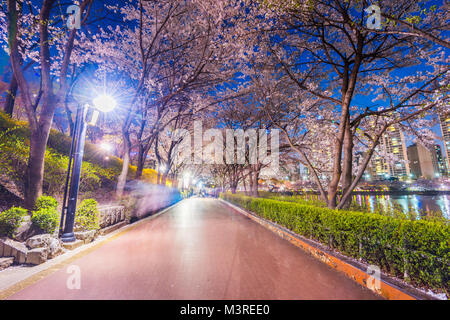 Seokchon Lake park at night and cherry blossom of Spring in Seoul, South Korea Stock Photo