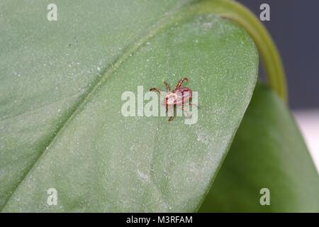 Dermacentor variabilis, also known as the American Dog Tick on a plant - This species of tick is known to carry bacteria responsible for several disea Stock Photo