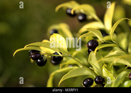 Sarcococca confusa black berries. Stock Photo