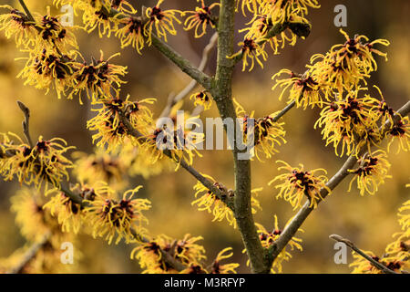 Hamamelis × intermedia 'Pallida' Witch Hazel. Stock Photo