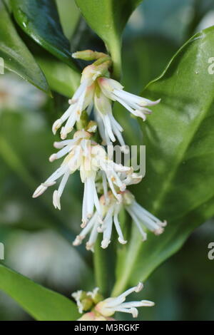 Sarcococca confusa, also called Christmas box or Sweet box, a highly fragrant winter flowering shrub, blooming in early February, UK Stock Photo