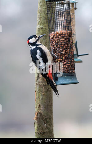 Male great spotted woodpecker (Dendrocopus major) on a feeder. Stock Photo