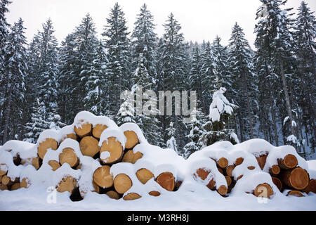 Woodpile of freshly harvested logs under deep powder snow masses in winter. Trunks of trees cut and stacked in a coniferous forest in Austria. Stock Photo