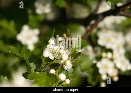 Apple-tree hosts working bee. Closeup on the bee pollinating white flowers with yellow stamens. Sharp focus on insect, flowers, buds. Green bokeh. Stock Photo
