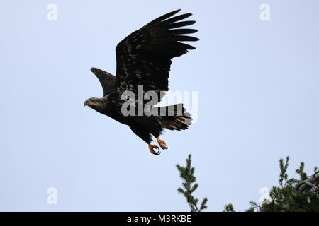 Stunning Bald Eagle (Haliaeetus Leucocephalus) flying over Fillongley Beach, Denman Island, BC, Canada