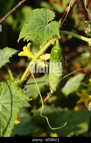 Mini cucumber, variety : 'Vert Petit de Paris' (Cucumis sativus), in august, Stock Photo