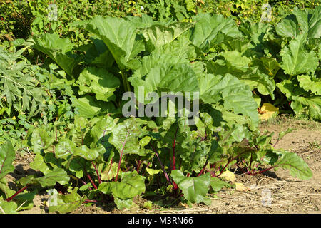 Red beet root (Beta vulgaris var. rubra) and rhubarb (Rheum rhabarbarum). Suzanne's vegetable garden, Le Pas, Mayenne, France). Stock Photo