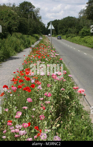 roadside verge in summer Stock Photo