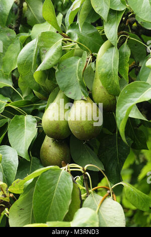 Pears growing in the pear tree (Pyrus communis), variety 'Conference' (Suzanne's vegetable garden, Le Pas, Mayenne, Pays de la Loire, France). Stock Photo
