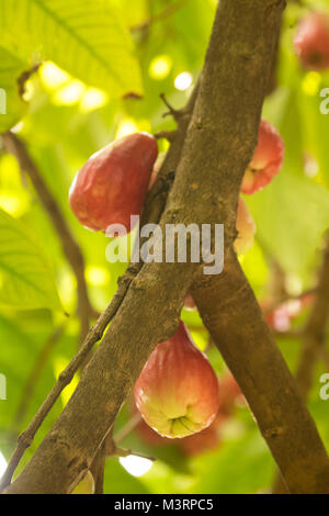 Jamaican Otaheite apple on the tree in Ocho Rios Jamaica, West Indies, Caribbean Stock Photo