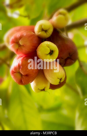 Jamaican Otaheite apple on the tree in Ocho Rios Jamaica, West Indies, Caribbean Stock Photo