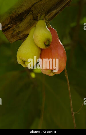 Jamaican Otaheite apple fruit in Ocho Rios, Jamaica, West Indies, Caribbean Stock Photo