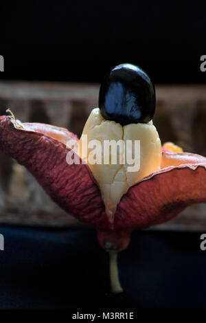 Jamaican ackee pods still-life, St. Thomas parish, Jamaica, West Indies, Caribbean Stock Photo