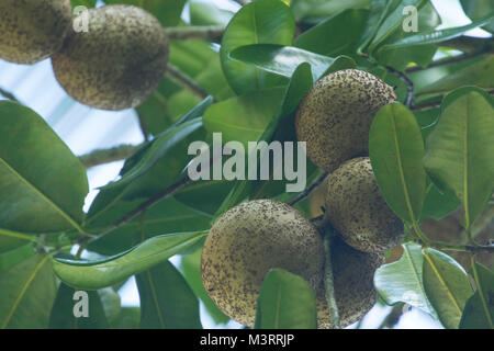 mammy fruit in subsistence garden, Ocho Rios, Jamaica, West Indies, Caribbean Stock Photo