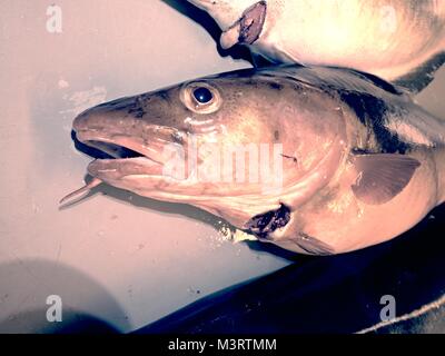 The filleting fresh caught sea fish in a family factory. Dorsal cut and separation meat from skeleton, removing guts. Stock Photo
