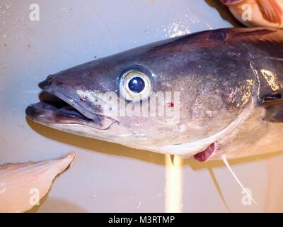 Fish on slaughterer table. Worker cleaning and filleting fresh sea cod fish in a family factory. Stock Photo