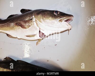 Fish on slaughterer table. Worker cleaning and filleting fresh sea cod fish in a family factory. Stock Photo