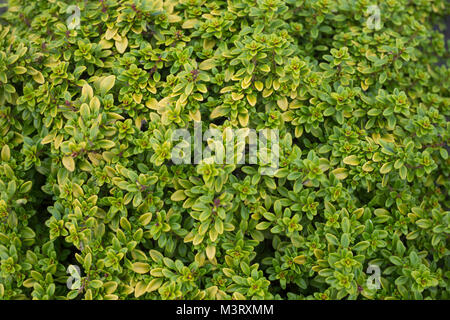 Thymus citriodorus 'Aureus' Stock Photo