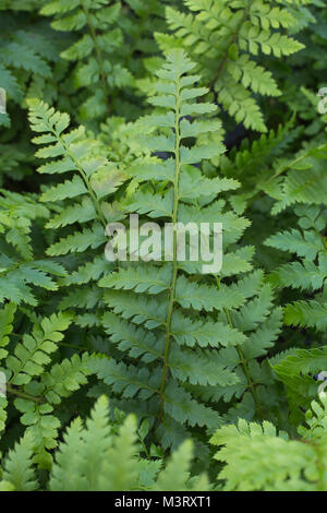 Polystichum Braunii (Braun's Holly Fern' growing in the woodland area ...