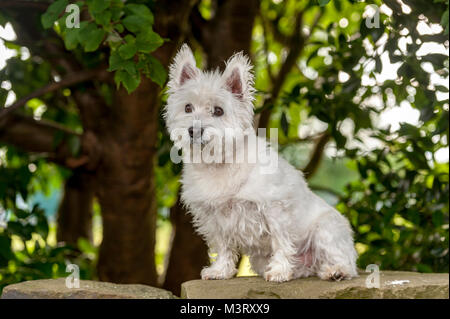 West Highland White Terrier commonly known as the Westie, is a breed of dog from Scotland with a distinctive white harsh coat with a somewhat soft whi Stock Photo