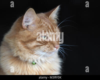 A head shot of a beautiful ginger tom cat. Stock Photo