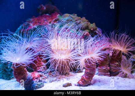 Beautiful live corals on the seabed. Excellent background of the underwater world Stock Photo