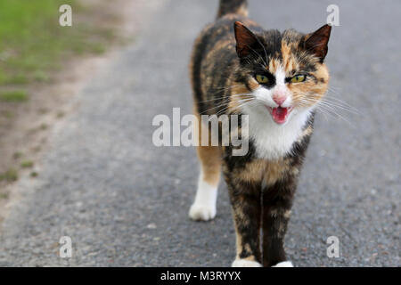 Very angry brown domestic cat standing on side of road, copy space on the left of the image. Stock Photo