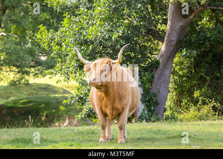 Front view of isolated highland cow standing in pretty, sunlit countryside field in summer sunshine looking very grumpy & threatening. Stock Photo