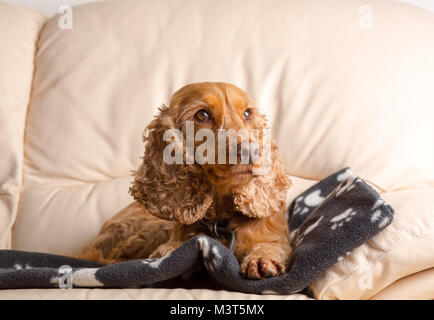 Close, front view portrait of family pet dog, red cocker spaniel, enjoying home comforts on sofa! Family member relaxing inside on leather sofa. Stock Photo