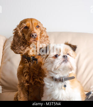 Indoor portrait of family pet dogs: pomeranian shih tzu & red cocker spaniel, sitting upright to attention together on sofa at home. Lovable rascals. Stock Photo