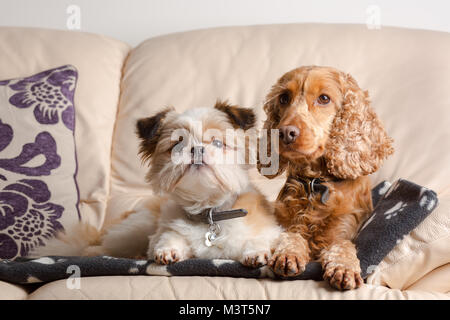 Adorable pet portrait of Pomeranian Shih Tzu & Red Cocker Spaniel, snuggled together on leather sofa in family home. Best of friends. Canine buddies. Stock Photo