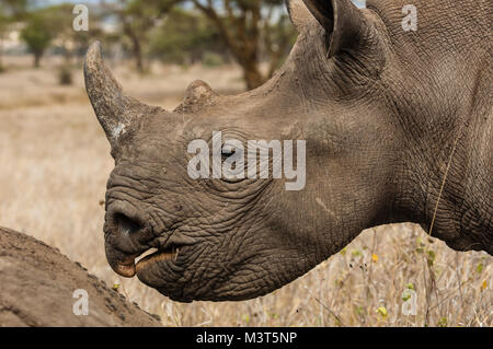 Black Rhinos (Diceros bicornis michaeli) are major targets of poachers who hunt them for their horns, in high demand in the Far East for use in tradit Stock Photo