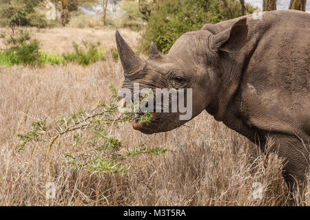 Black Rhinos (Diceros bicornis michaeli) are major targets of poachers who hunt them for their horns, in high demand in the Far East for use in tradit Stock Photo