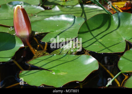 green frog on lily pad in the pond Stock Photo