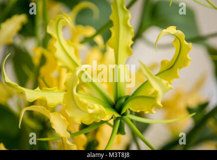 Beautiful yellow Lilium lankongense. Easy to grow species from China, sweetly scented flowers which are about 6 Cm's in diameter. rare plant Stock Photo