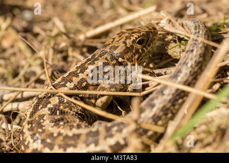 Curled up female Sand lizard basking in sun on Luscombe valley nature reserve, Poole Stock Photo