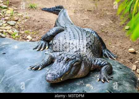 American alligator, full size. Stock Photo