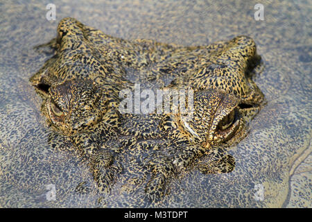 Saltwater crocodile head in the water, Queensland, Australia Stock Photo