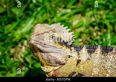 Frilled neck lizard, Queensland, Australia. Close up. Stock Photo