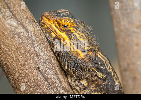 Central bearded dragon laying on a tree brunch. Portrait shot. Queensland, Australia Stock Photo