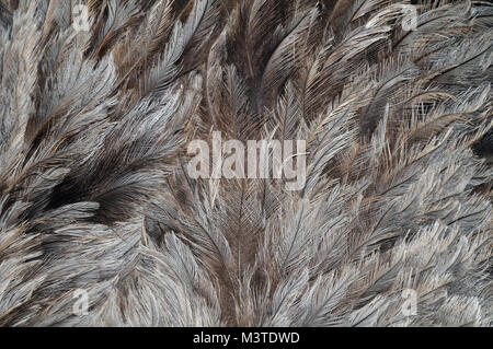soft feathers of a rhea Stock Photo